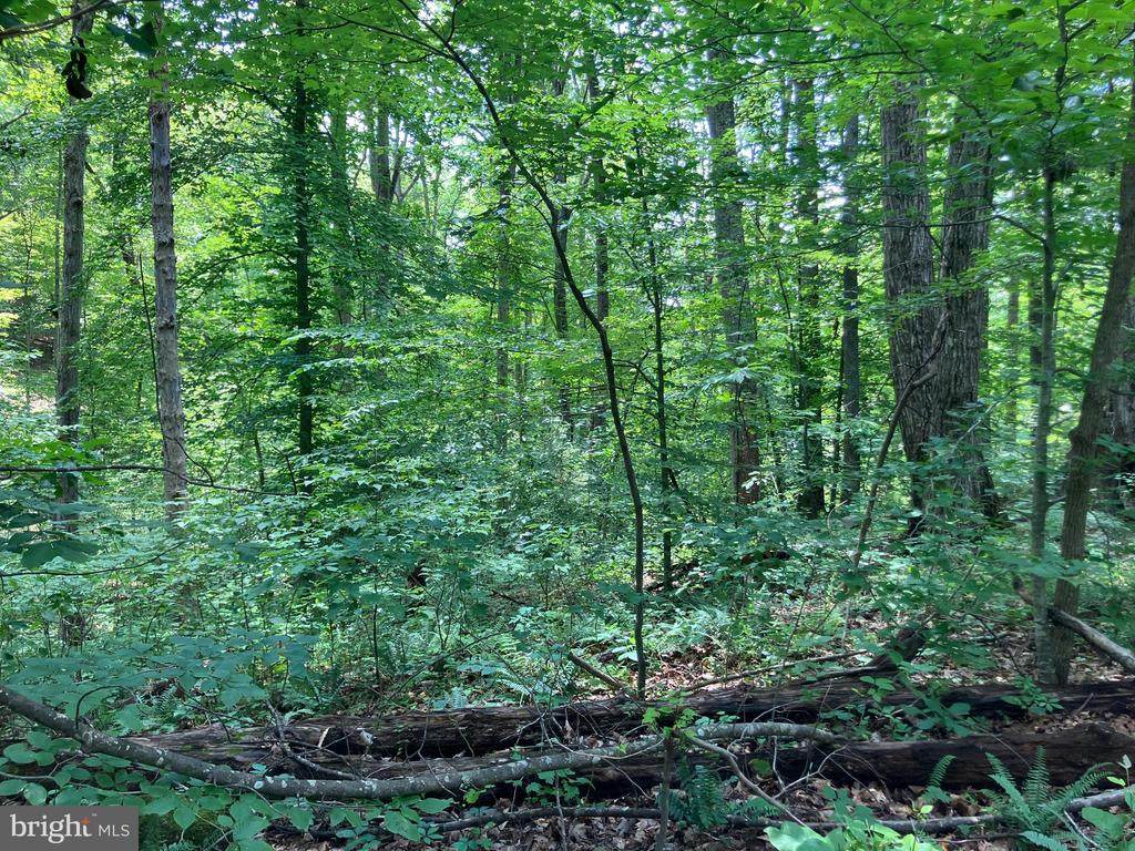 https://bt-photos.global.ssl.fastly.net/cville/orig_boomver_1_VALA2008194-2.jpg