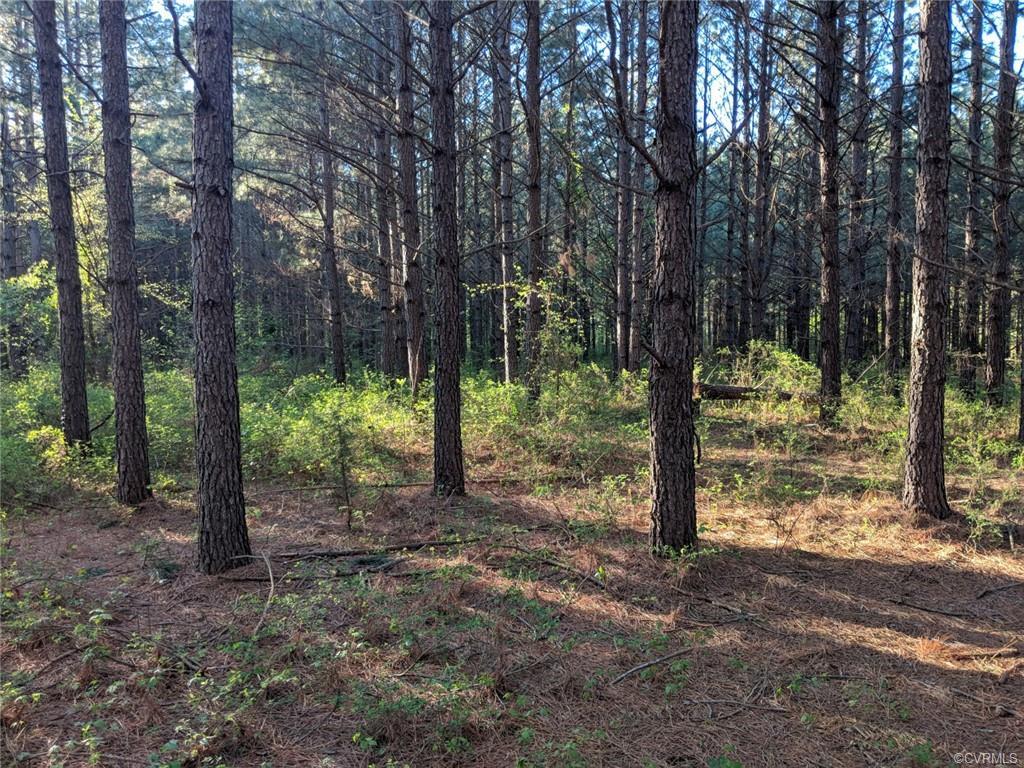 6.24 Acres Cralles Road - Photo 1