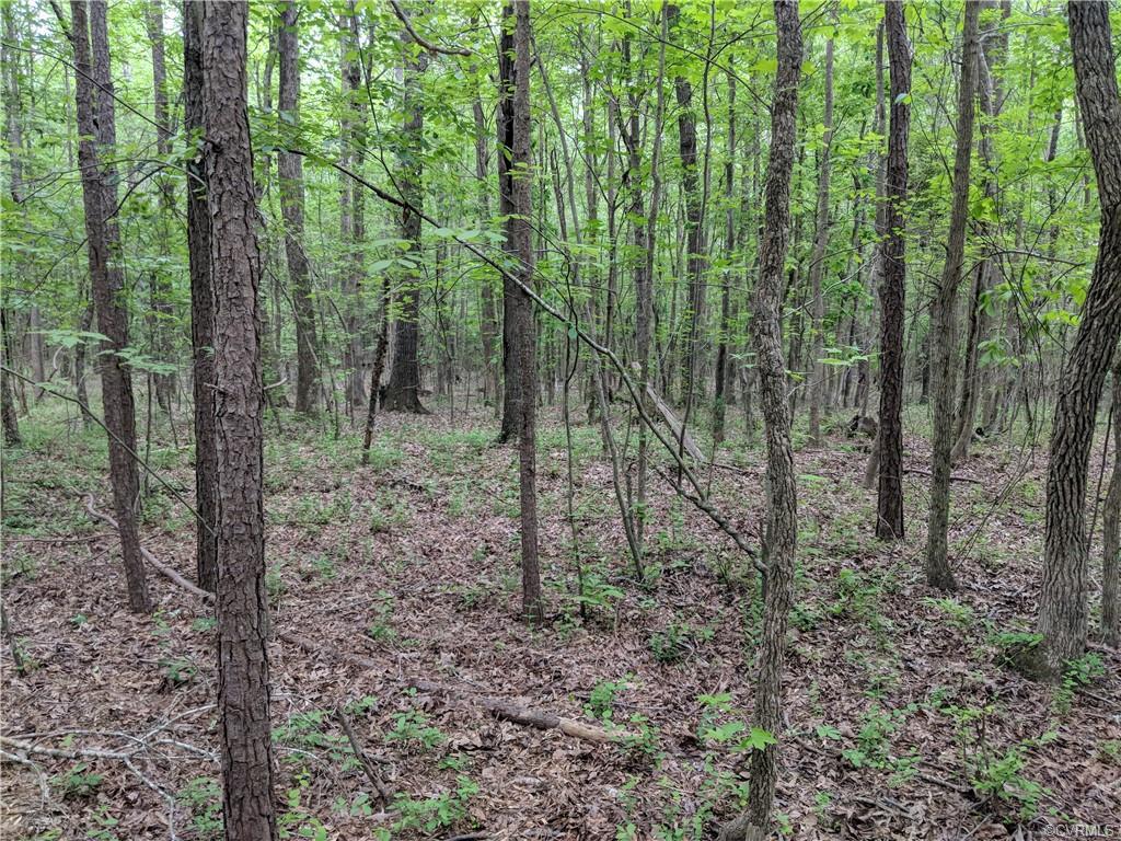 15.319 Acres Dennisville Road - Photo 1