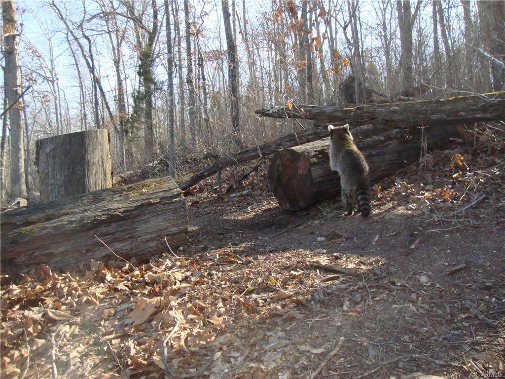 00 Trices Lake - Photo 1