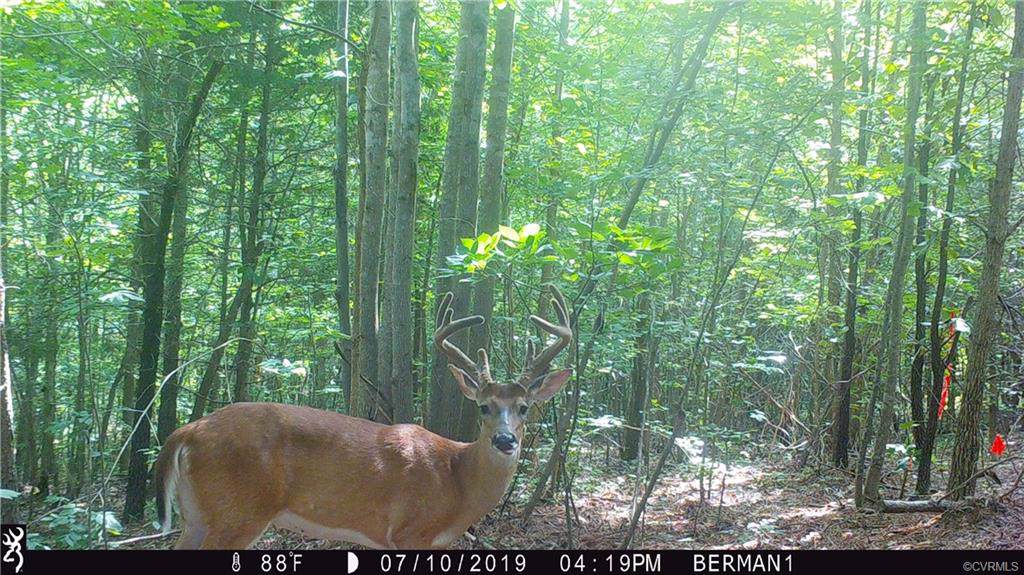 10.9 Acres Amelia Springs Road - Photo 1