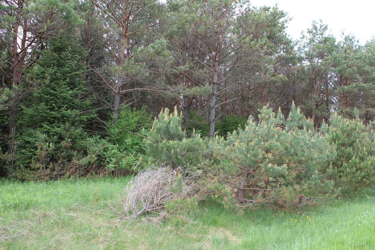 Lot 21 Savannah Lane - Photo 1