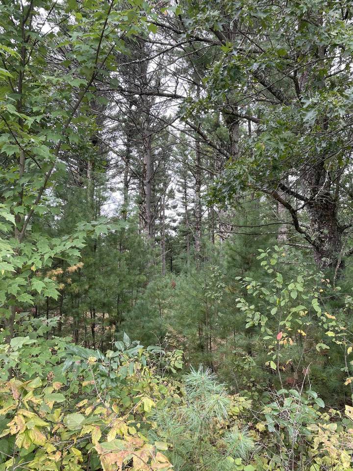 12.545 Acres-Lot 4 o Townline Road - Photo 1