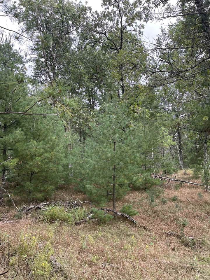 10.239 Acres-Lot 6 o Townline Road - Photo 1