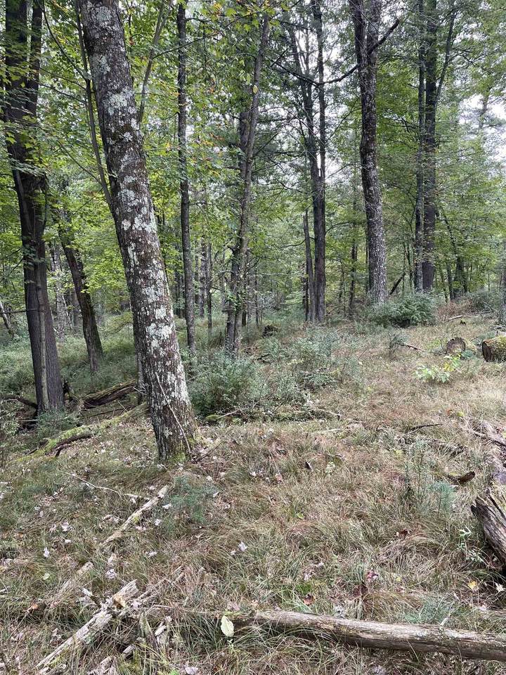 10.279 Acres-Lot 9 o Townline Road - Photo 1