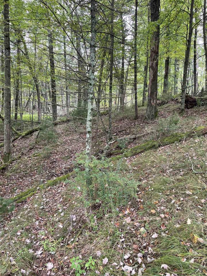 8.95 Acres-Lot 11 of Townline Road - Photo 1