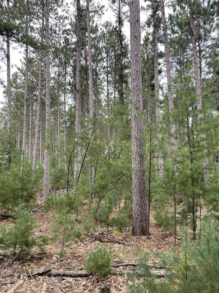 4.28 Acres-Lot 10 of Townline Road - Photo 1