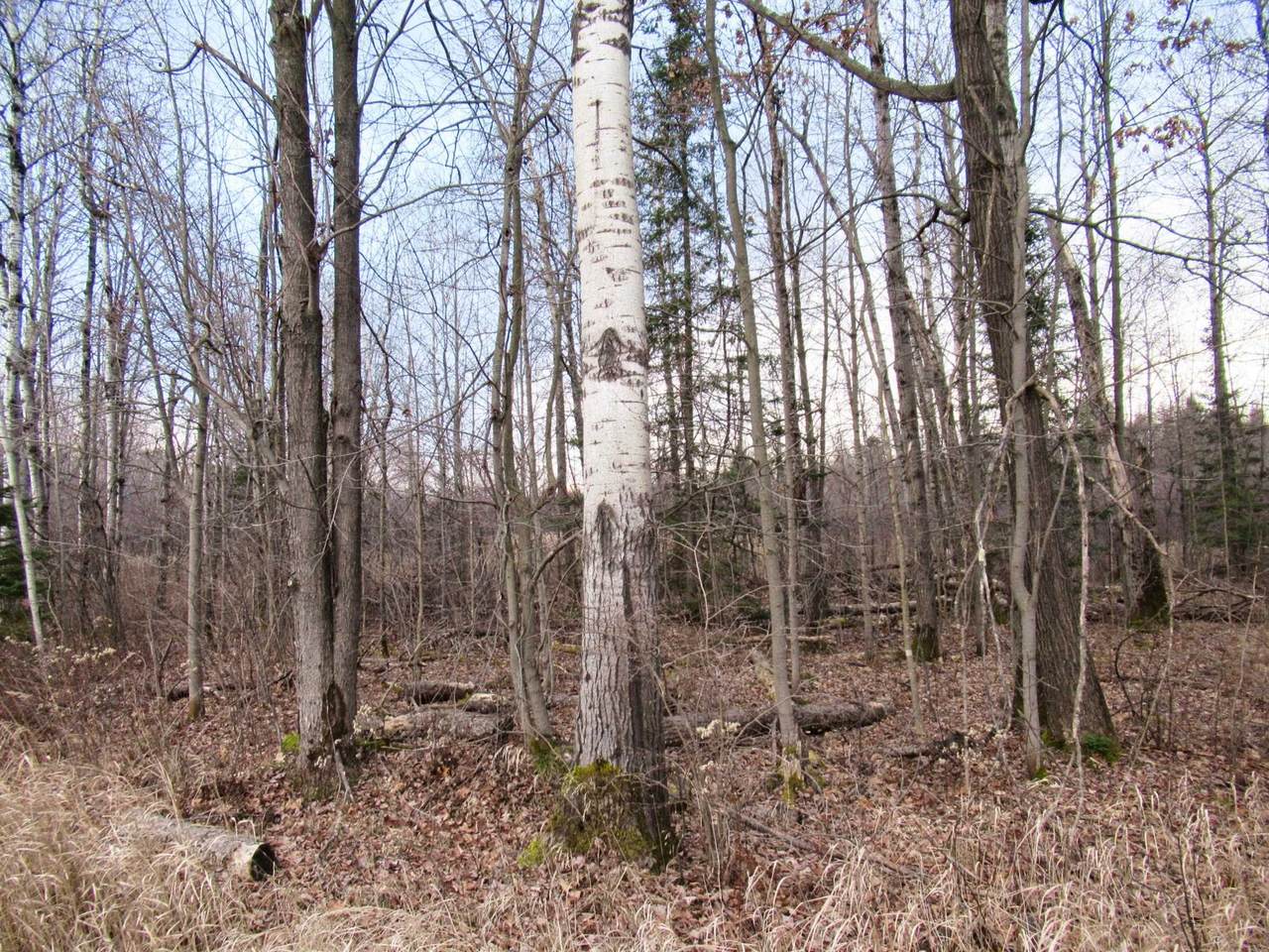 +/-43.87 Acres State Highway 64 - Photo 1