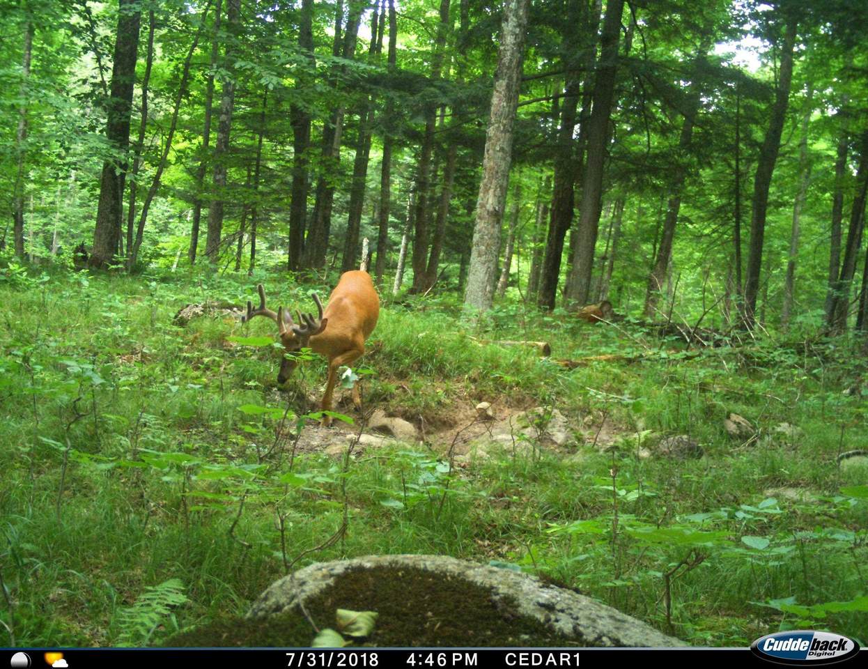 0 Beetle Creek Road - Photo 1