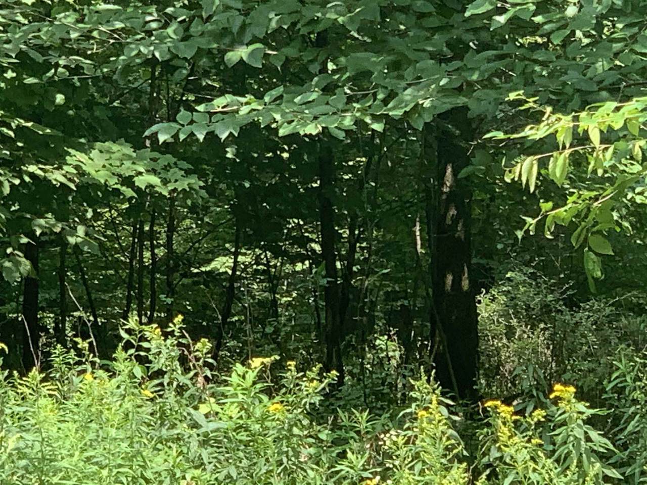 Thorn Apple Drive - Photo 1