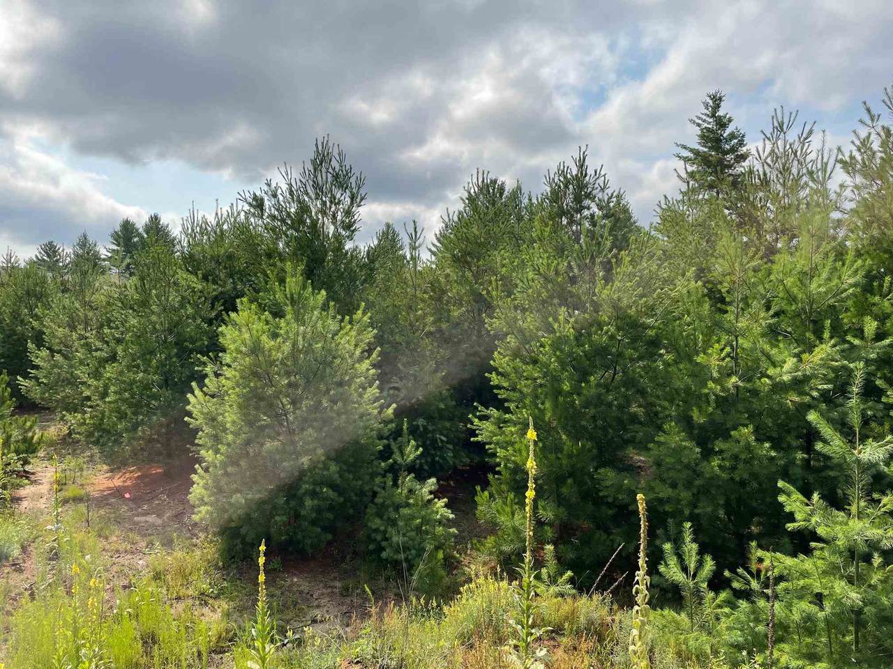5111-Lot 37 in Grand Pinecone Court - Photo 1