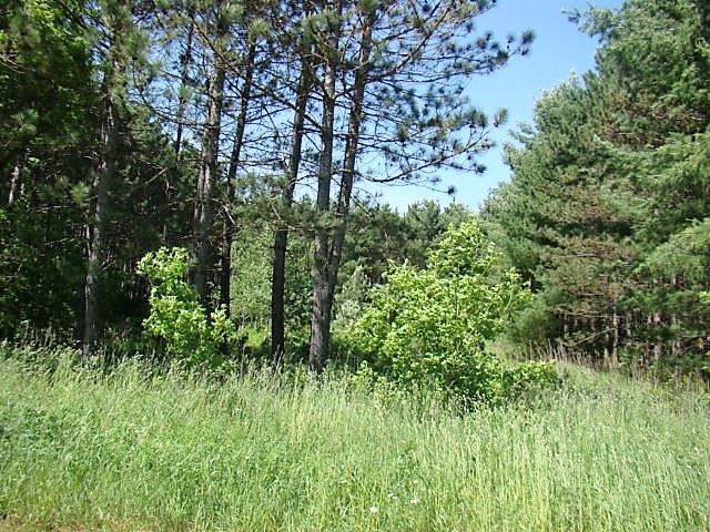 Lot #12 Straight Pine Road - Photo 1