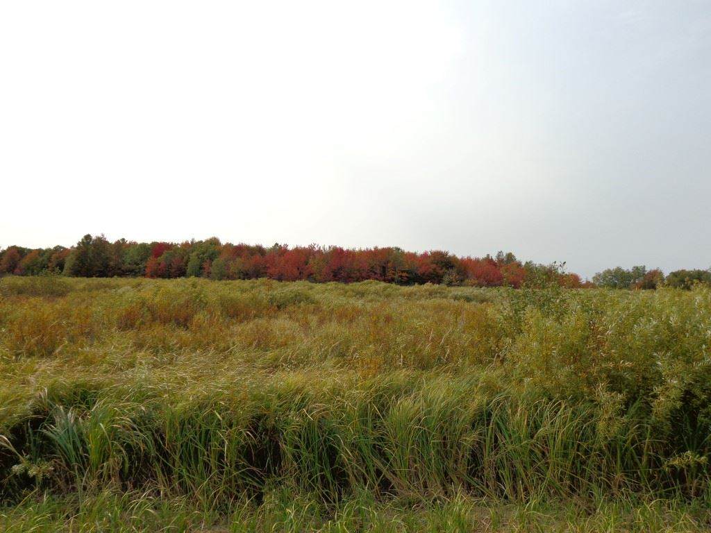 80 Acres MOL Zinser Street - Photo 1