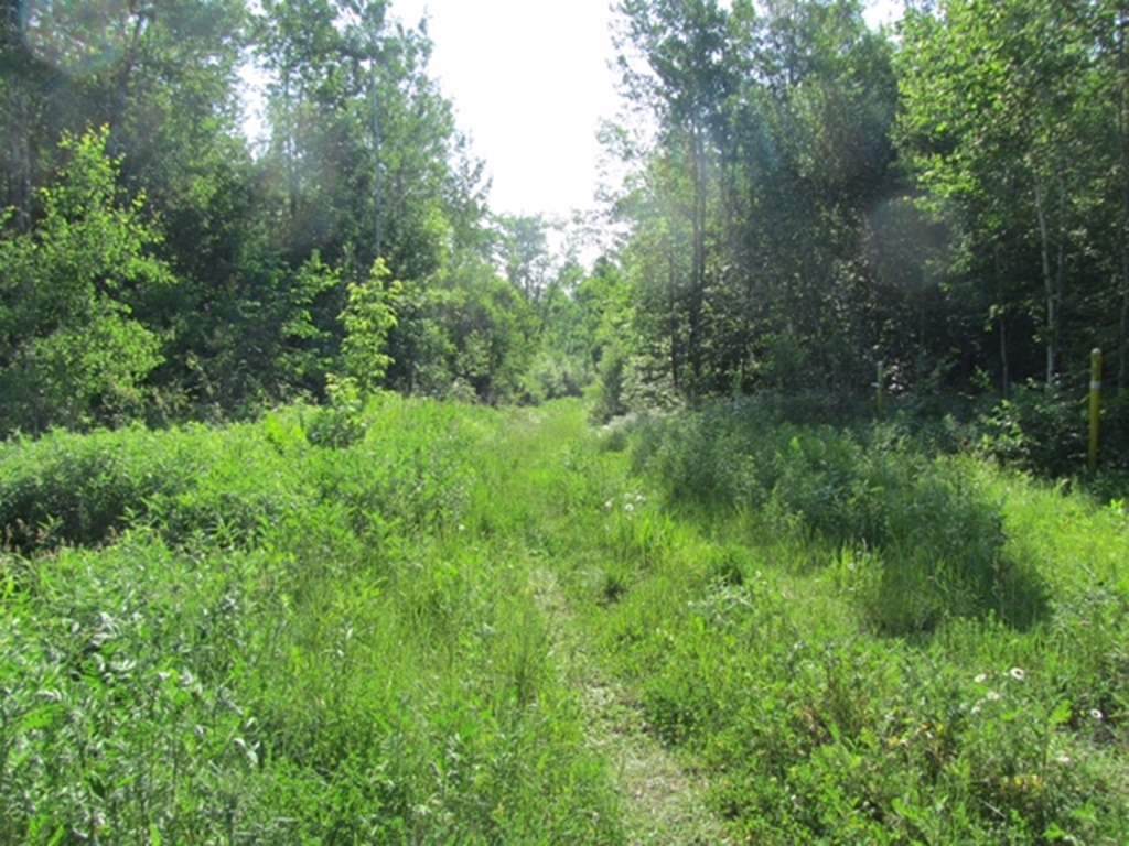 Lot 3 Wood Duck Lane - Photo 1