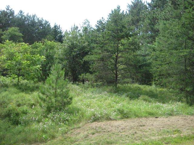 0046 Courtland Drive - Photo 1