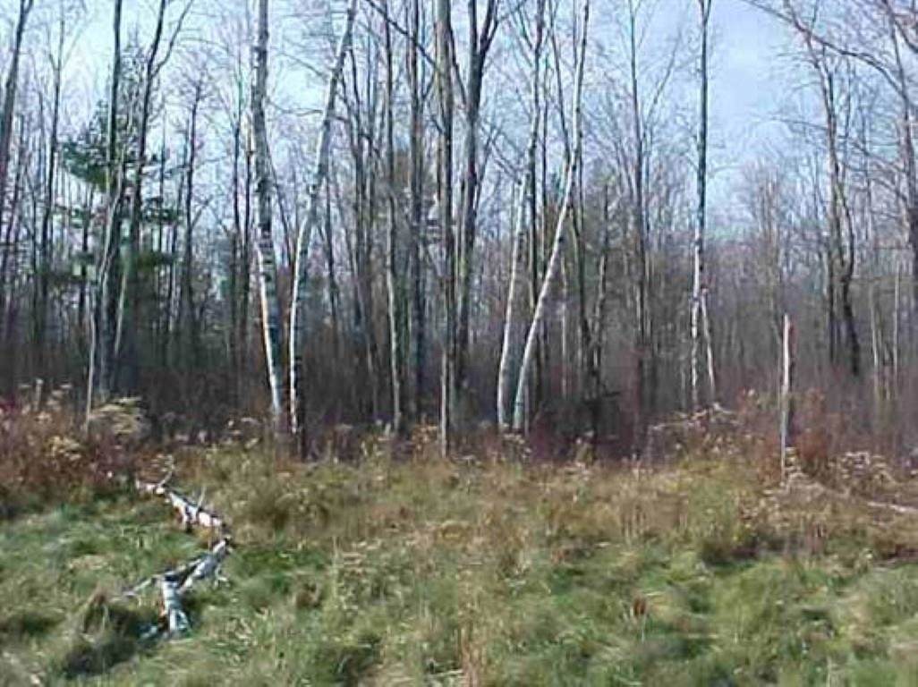 Lot 1 Wood Duck Lane - Photo 1