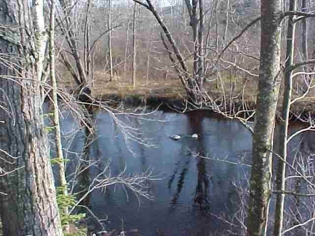 Lot 7 Wood Duck Lane - Photo 1