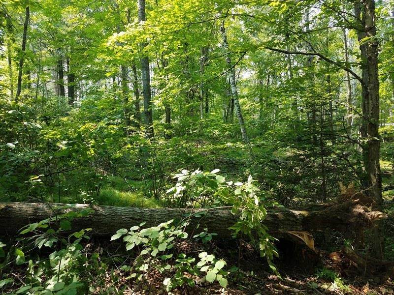 Lot 5 Wilderness Shore Lane - Photo 1