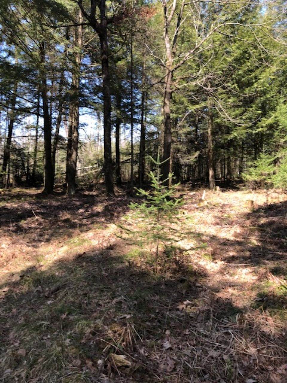 40 Acres White Poplar Drive - Photo 1