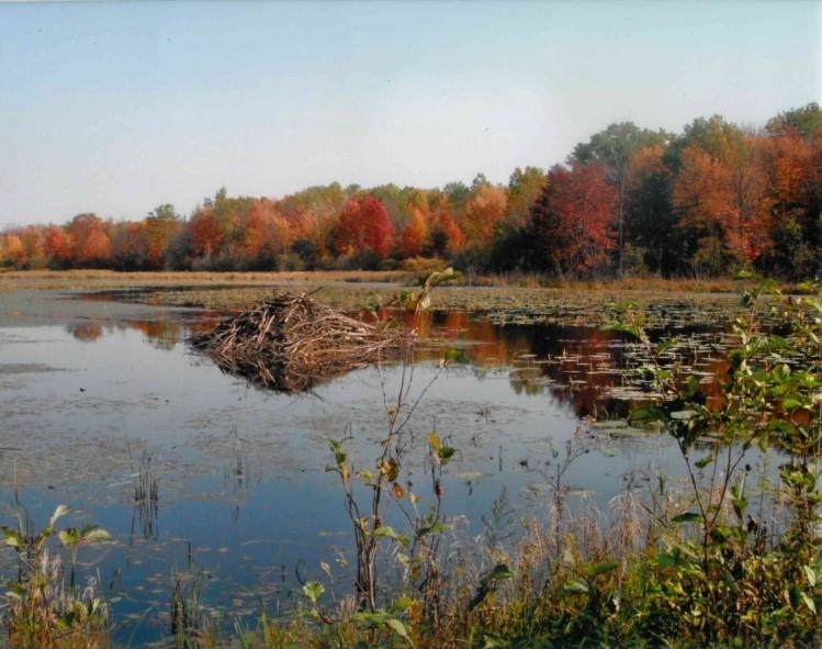 Nehrbass Road - Photo 1