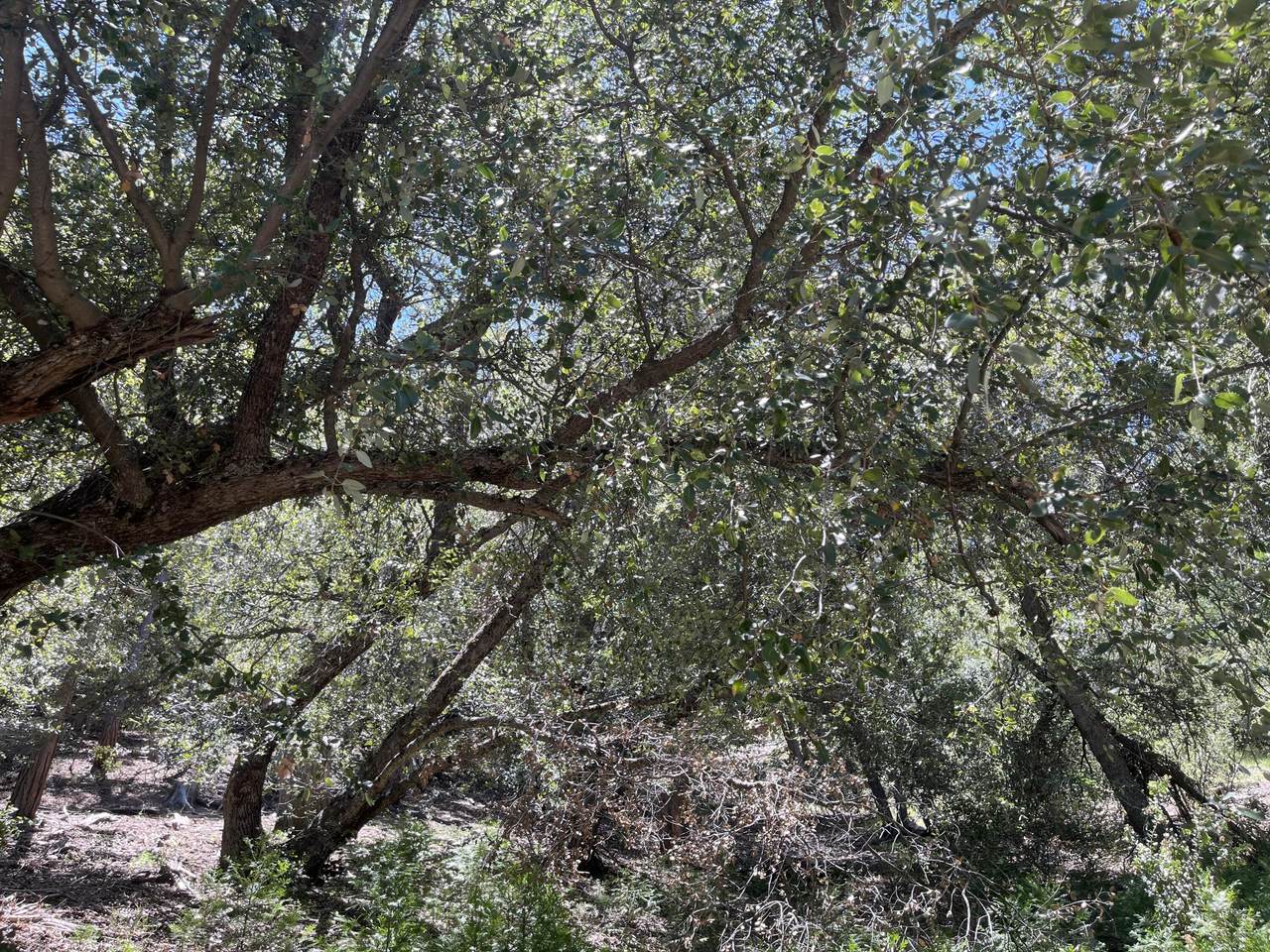 https://bt-photos.global.ssl.fastly.net/damls/1280_boomver_1_219145592-2.jpg