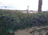 84136 Ave 44,206 - Photo 9