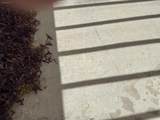 34735 Double Diamond Drive - Photo 30