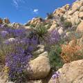 5850 Cactus Canyon Trail - Photo 7
