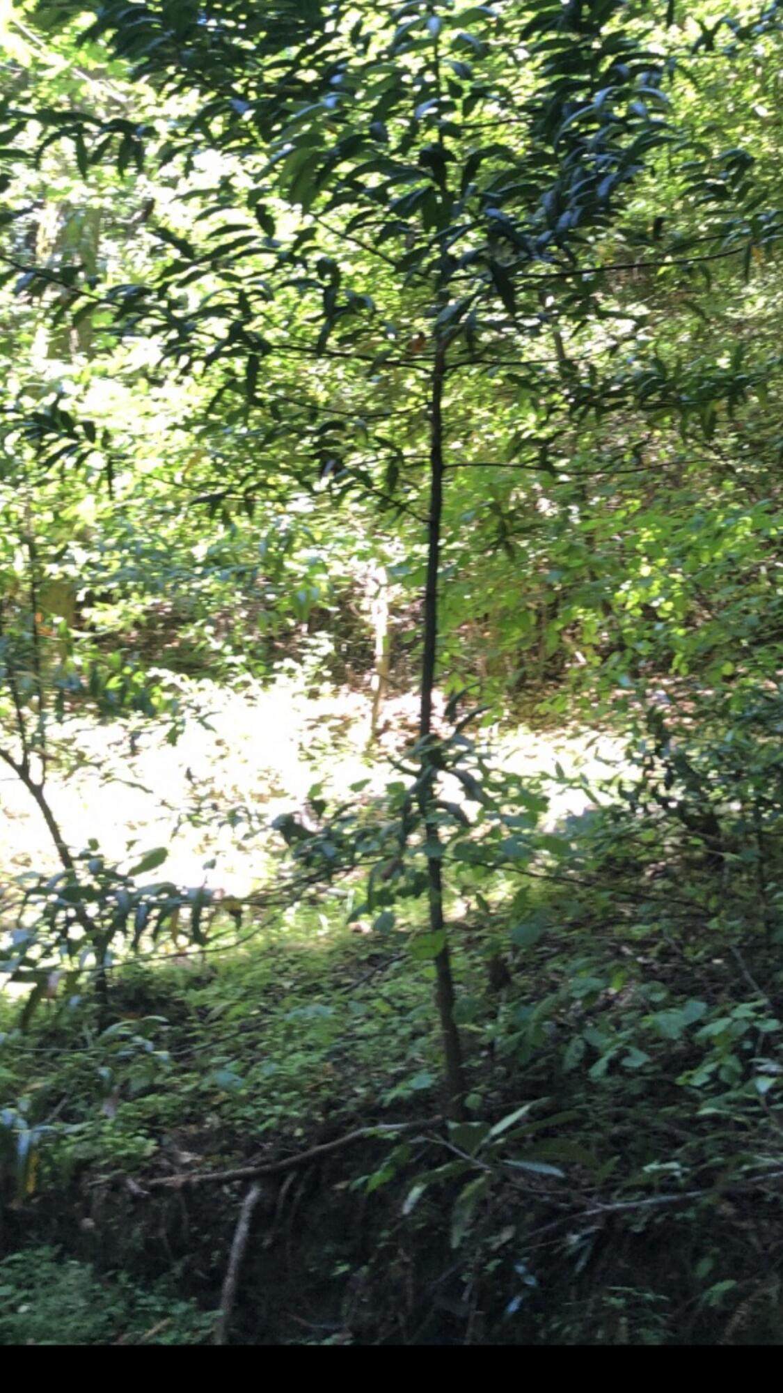 0 Visitar Street - Photo 1