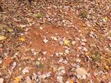 00 Old Fire Tower Lane - Photo 2