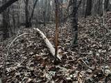 00 Carter Smith Rd - Photo 19