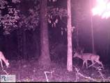 0 Triangle School Rd - Photo 15
