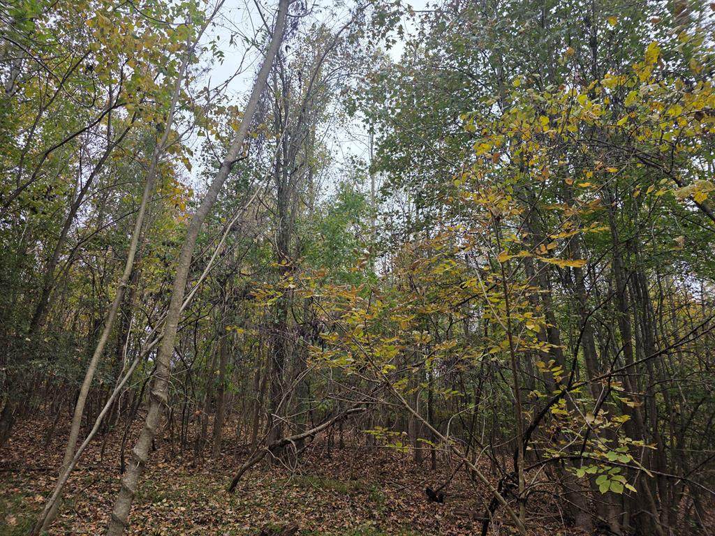 0 Mountain Hill Rd - Photo 1