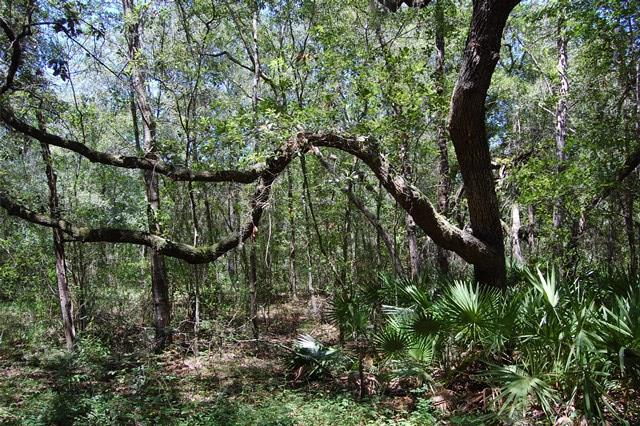 Lot 35 Hwy 317 - Photo 1