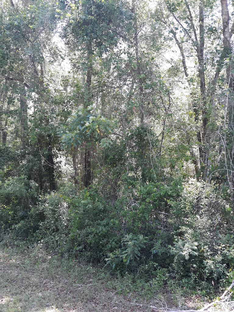 Lot 137 835th Street - Photo 1