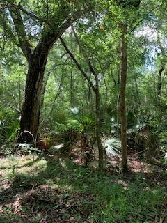 LOT 35 226th Ave - Photo 1