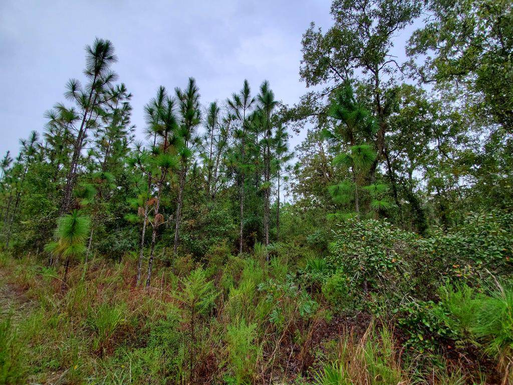 Lot 11 835th St - Photo 1