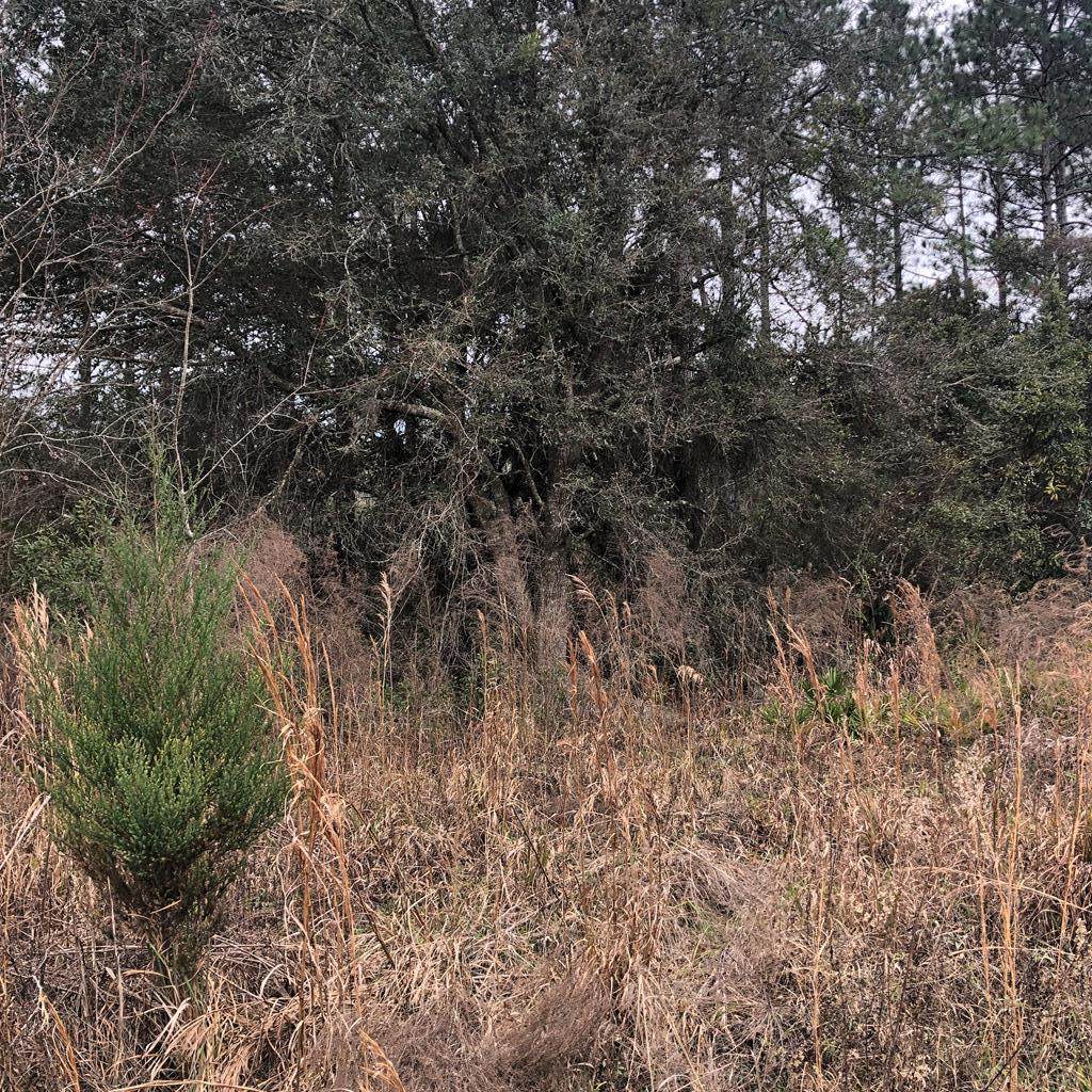 Lot 10 Doe Haven Cir - Photo 1