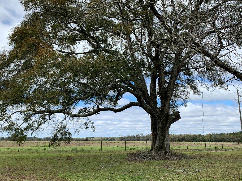County Road 232 - Photo 1
