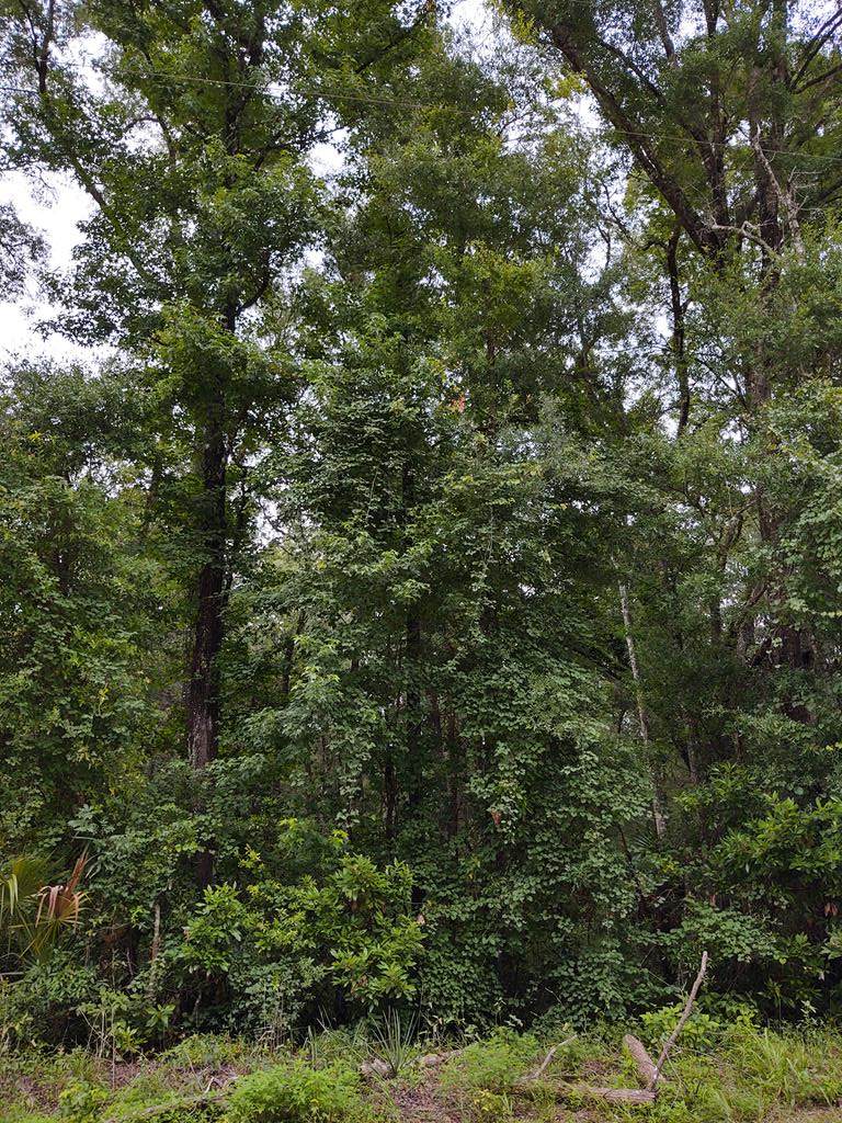 Lot 29 644th St - Photo 1