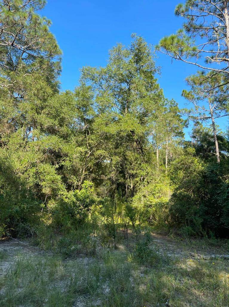 County Road 317 - Photo 1