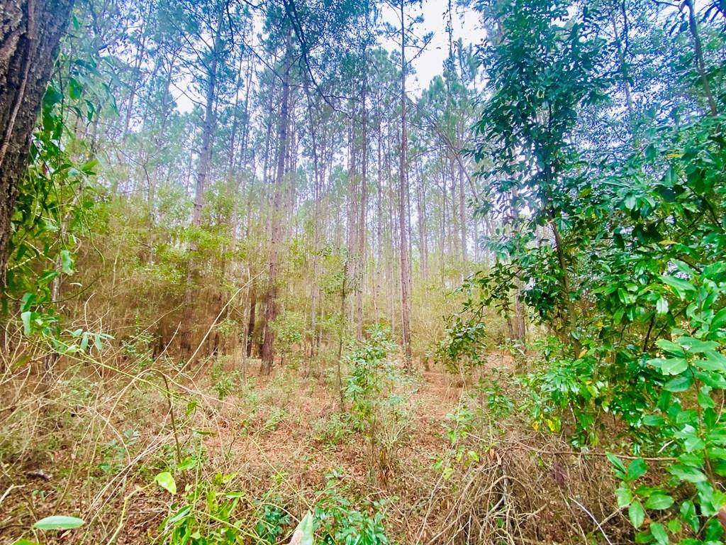 Lot 3 County Road 341 - Photo 1