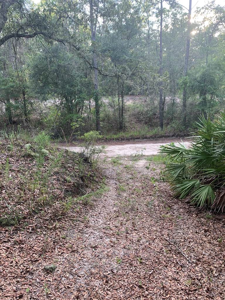 Unassign 826th St SE, Old Town, FL 32680 (MLS 784874) Hatcher