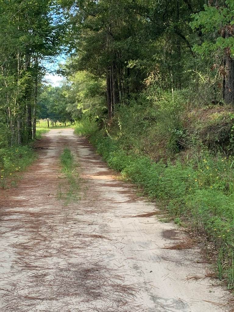 Unassign 826th St SE, Old Town, FL 32680 (MLS 784874) Hatcher