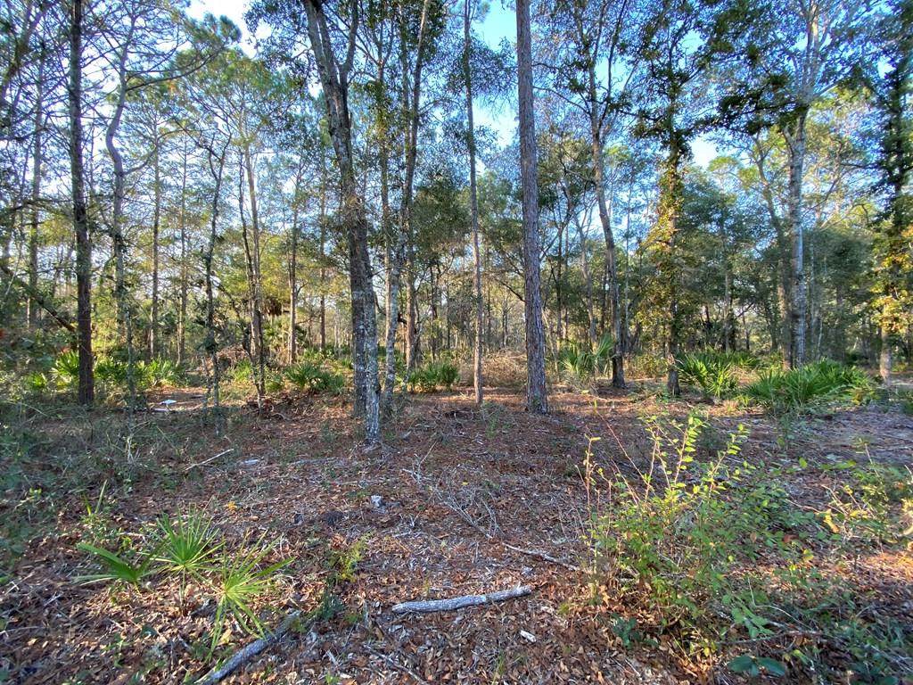 Lot41&42 White Oak Dr - Photo 1