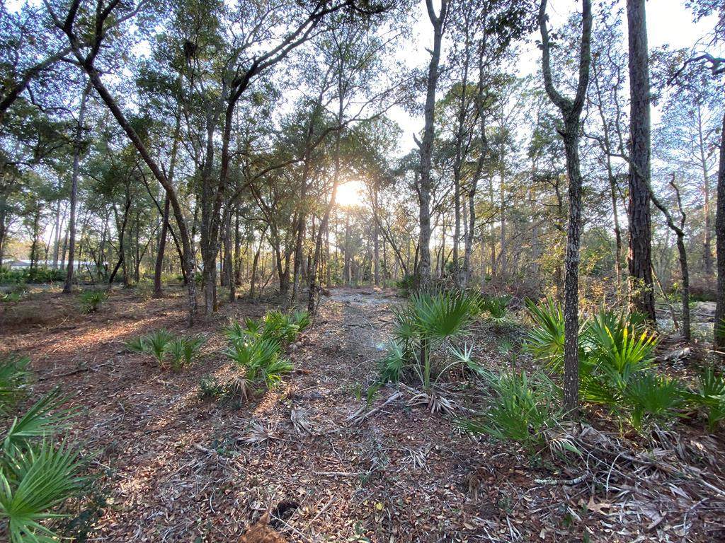 Lot 37 White Oak Dr - Photo 1