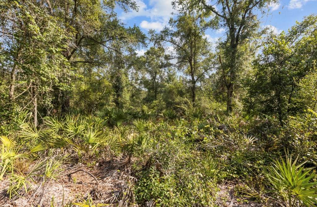 465 790th St NE, Old Town, FL 32680 (MLS 786877) Hatcher Realty