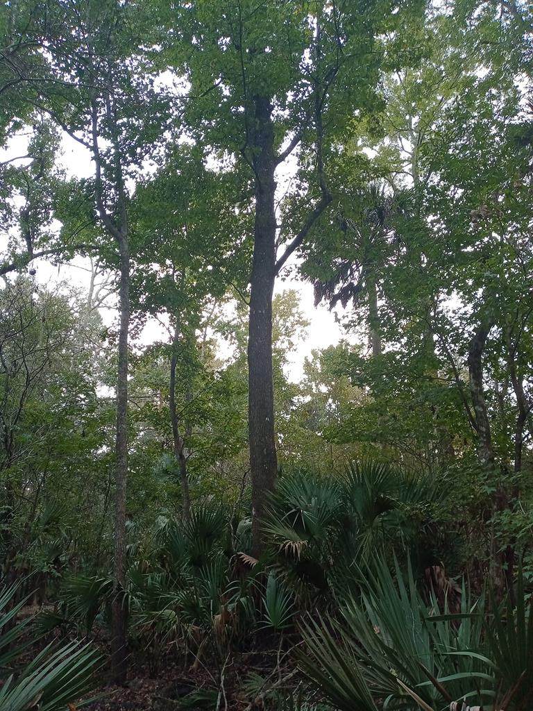 0 721st St SW, Steinhatchee, FL 32359 (MLS 790048) Hatcher Realty