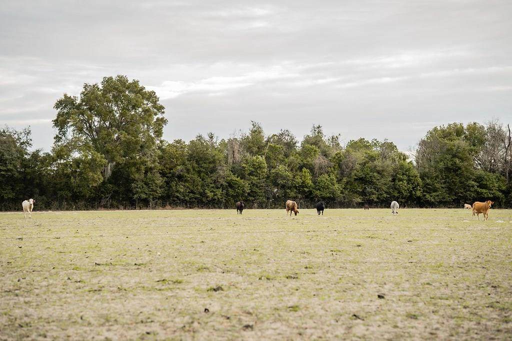 Lot 2 Country Hall Road - Photo 1