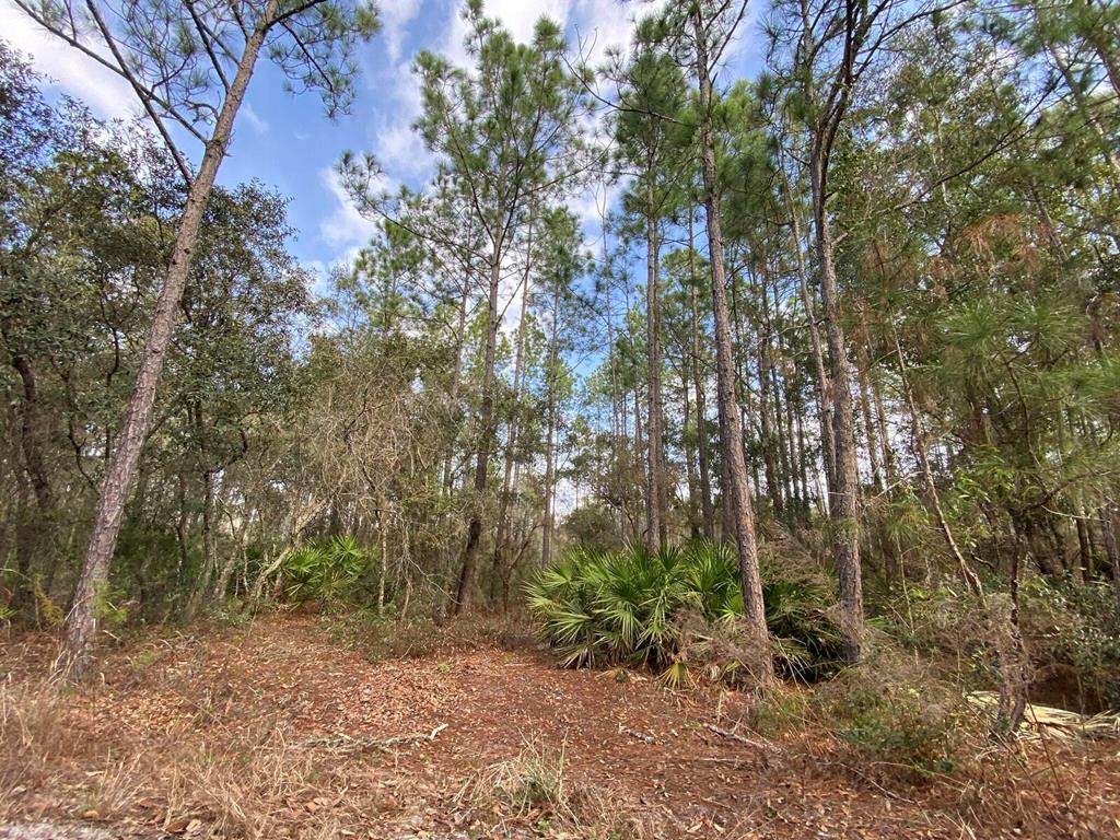 55 Trail - Photo 1 55 Trail - Photo 1